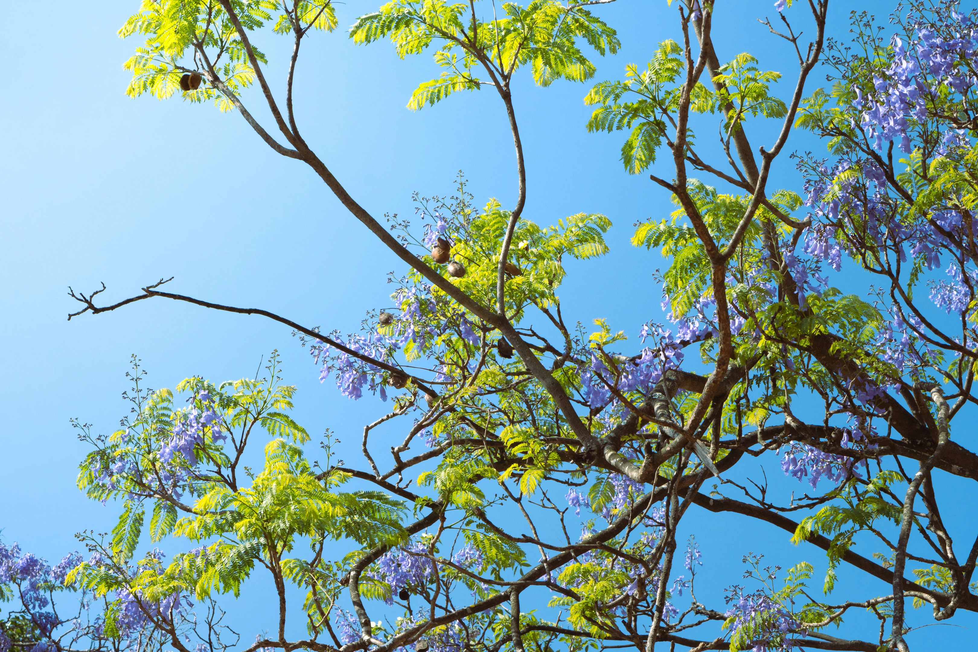 a tree with purple flowers and a blue sky in the background